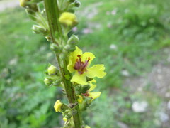 Verbascum nigrum nigrum