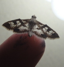 Sameodes