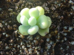 Sedum allantoides
