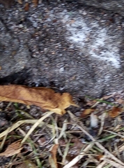 Lasius niger