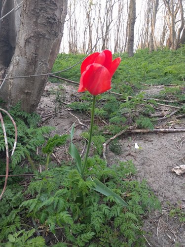 Tulipa gesneriana