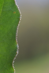 Leontodon tenuiflorus