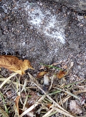Lasius niger