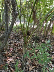 Roystonea borinquena