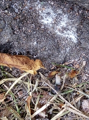 Lasius niger