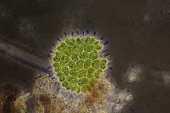 Pseudopediastrum boryanum longicorne