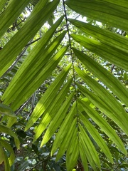 Roystonea borinquena