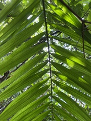 Roystonea borinquena