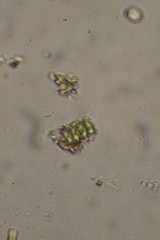 Scenedesmus