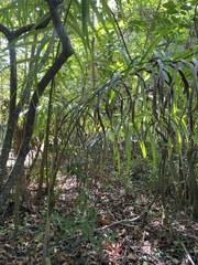 Roystonea borinquena