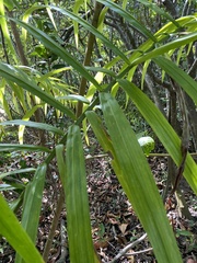 Roystonea borinquena