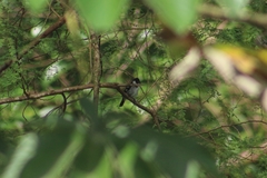 Sporophila americana