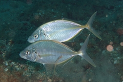 Pseudocaranx dentex