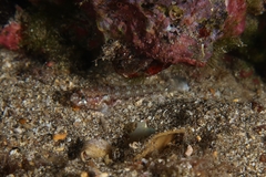 Vanneaugobius canariensis