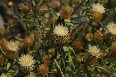 Centaurea chrysocephala