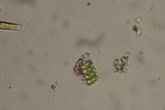 Scenedesmus