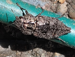 Dicerca pectorosa