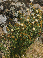Centaurea chrysocephala