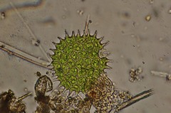 Pseudopediastrum boryanum longicorne
