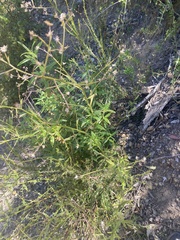 Baccharis plummerae plummerae