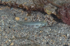 Gnatholepis thompsoni