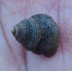 Calliostoma