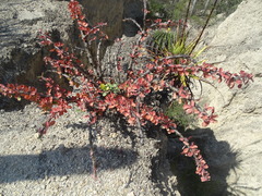 Jatropha neopauciflora