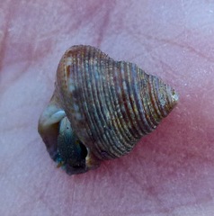 Calliostoma