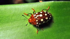 Iphiclus vigintipunctatus