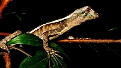 Enyalius