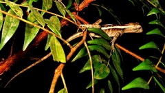 Enyalius