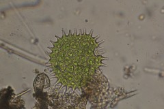 Pseudopediastrum boryanum longicorne
