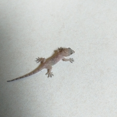 Hemidactylus mabouia