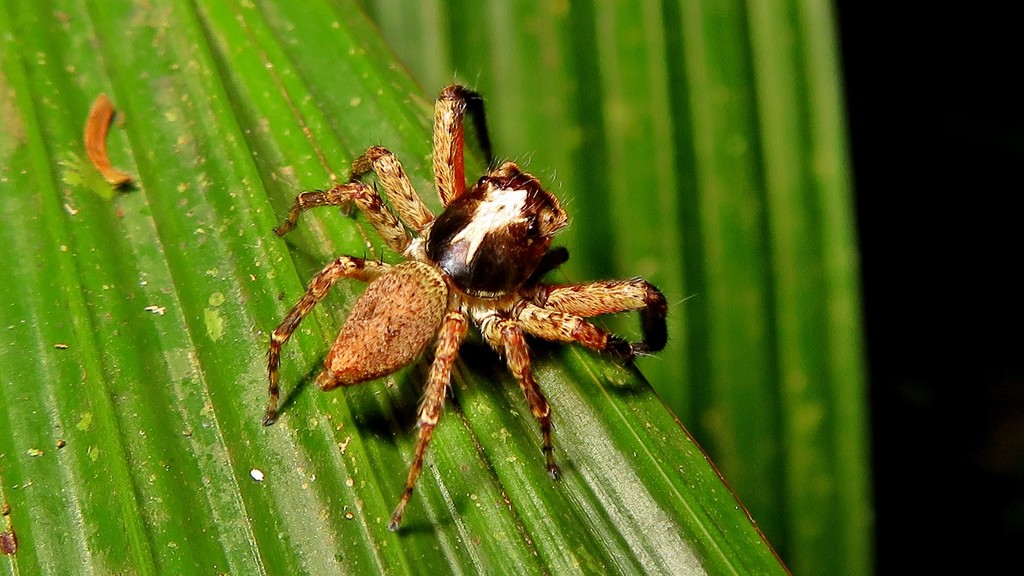 Coryphasia