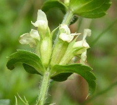 Sideritis hyssopifolia