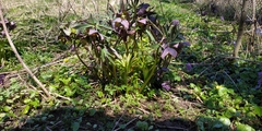 Helleborus purpurascens