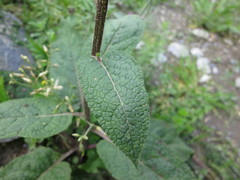 Verbascum nigrum nigrum