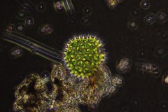 Pseudopediastrum boryanum longicorne