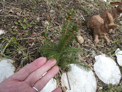 Picea glauca glauca