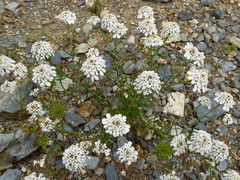 Iberis pectinata