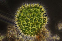 Pseudopediastrum boryanum longicorne