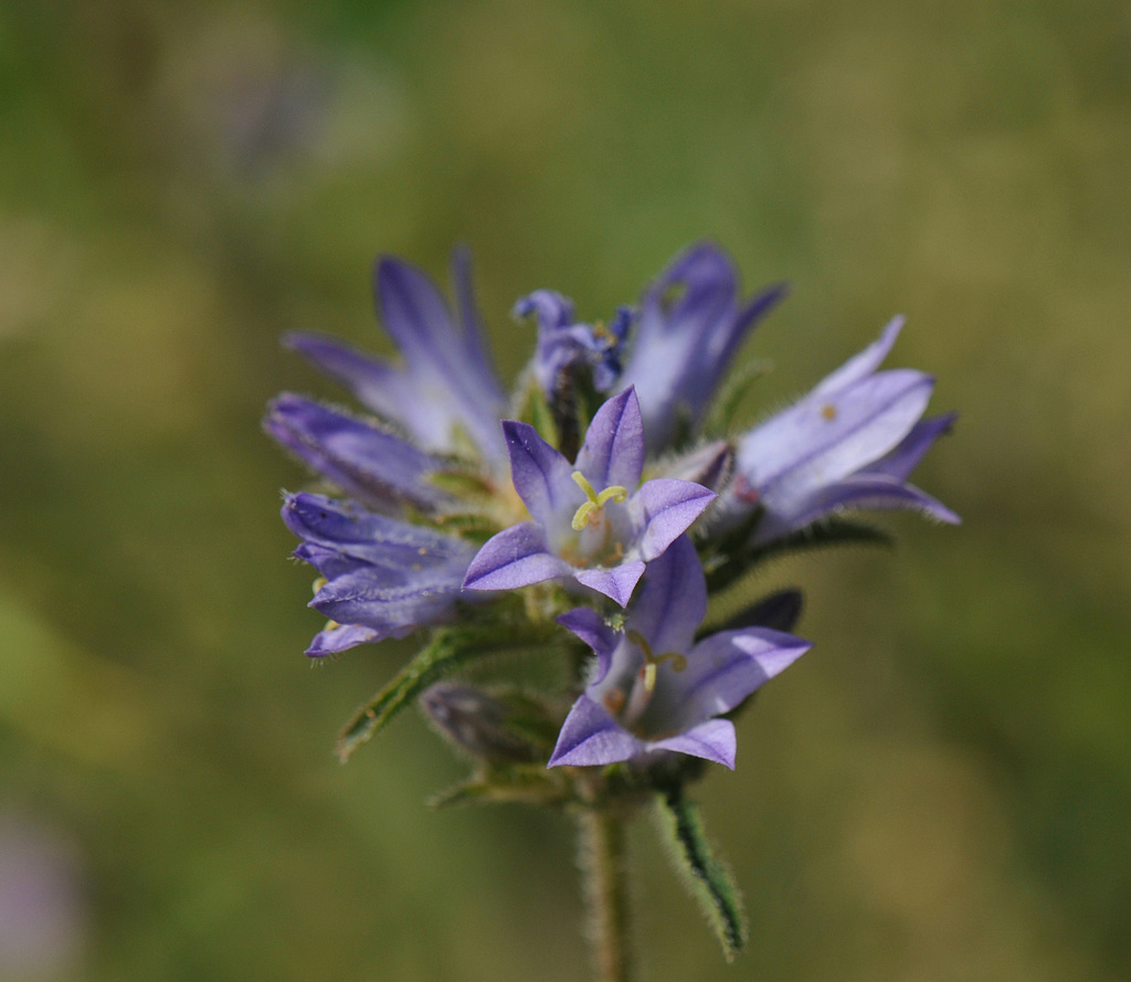 Campanula glomerata, Kalabaka 422 00, Greece