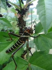 Tropidacris collaris