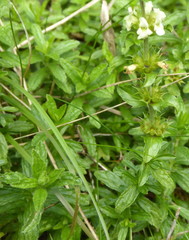 Sideritis hyssopifolia