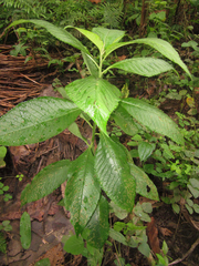Vernonanthura patens