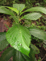 Vernonanthura patens