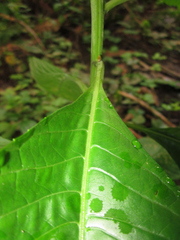 Vernonanthura patens