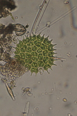 Pseudopediastrum boryanum longicorne