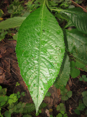 Vernonanthura patens