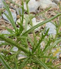 Iberis pectinata